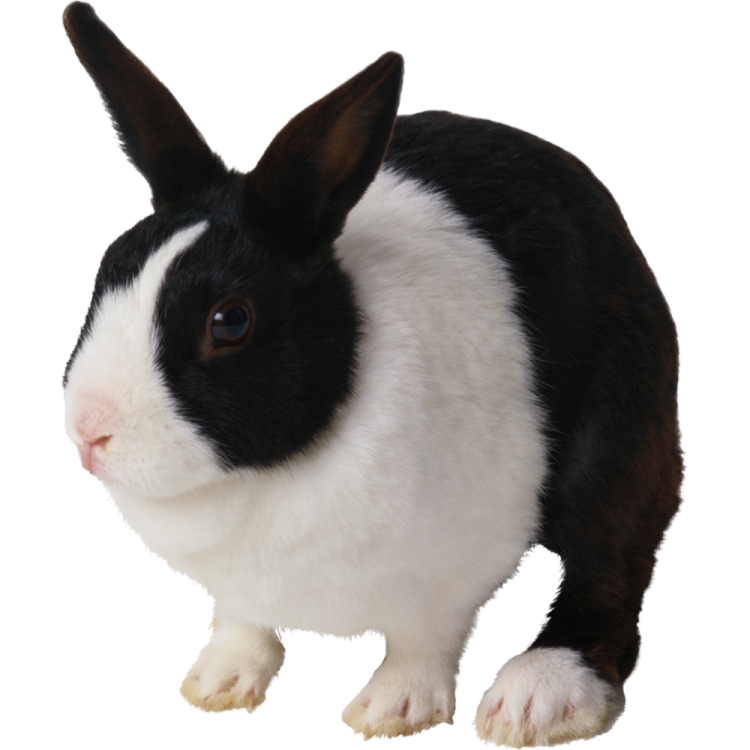 black and white rabbit