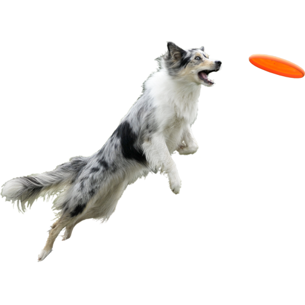 a dog jumping in the air to catch a frur