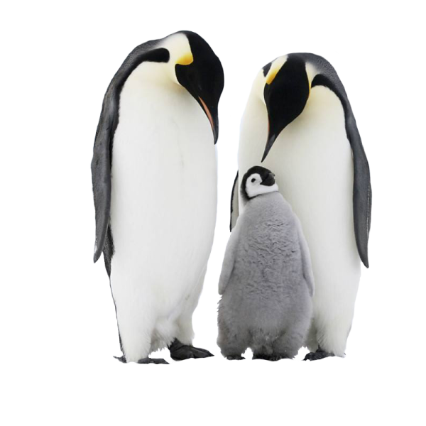 two penguins standing next to each other penguins