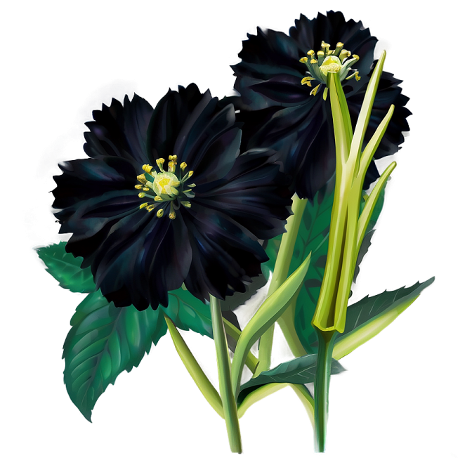two black flowers on a white background