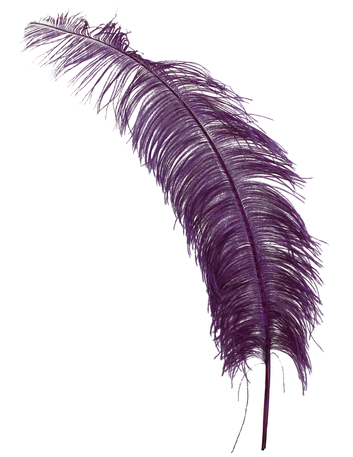 a feather on a white background