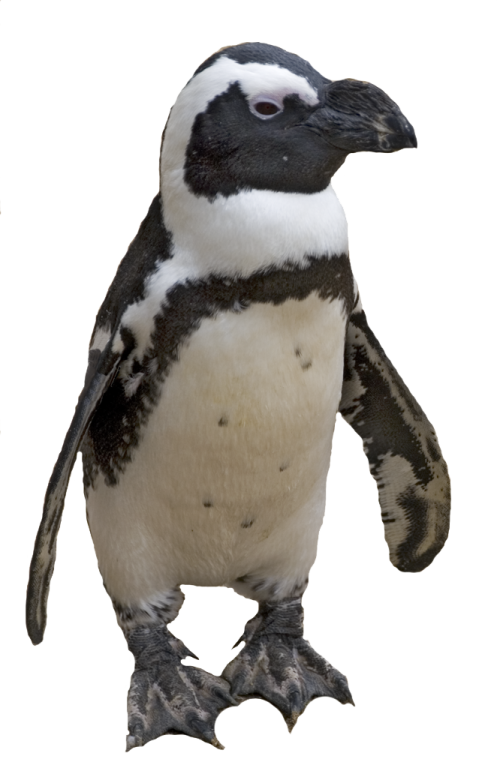 a small penguin standing on its hinds