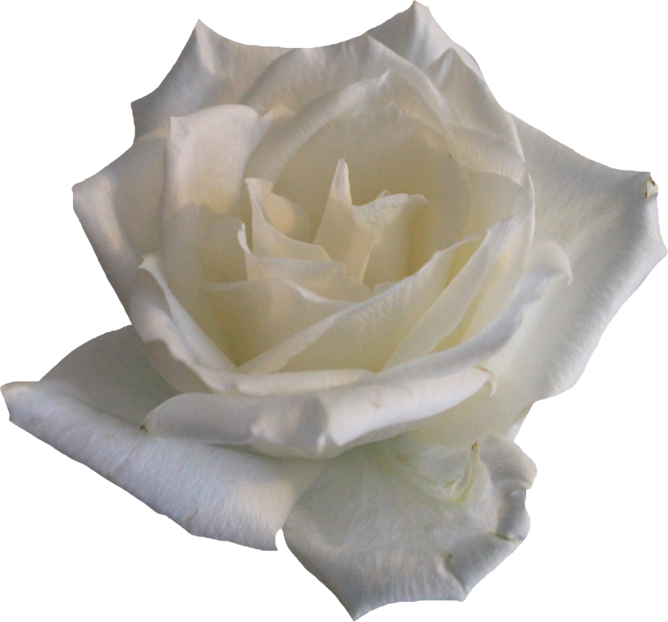 a white rose is shown in this image