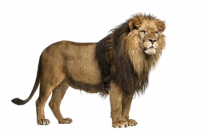 a lion standing in front of a white background