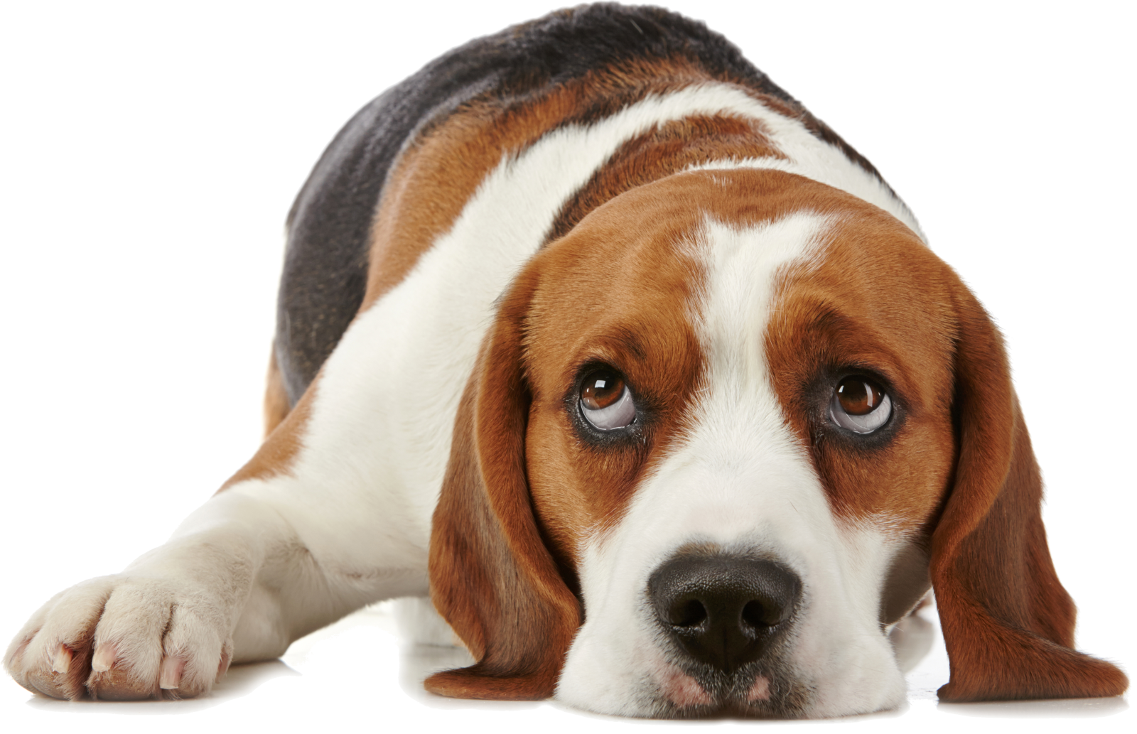 a brown and white dog laying down on the ground