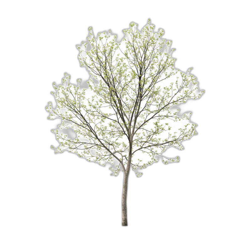 a tree with white flowers on it