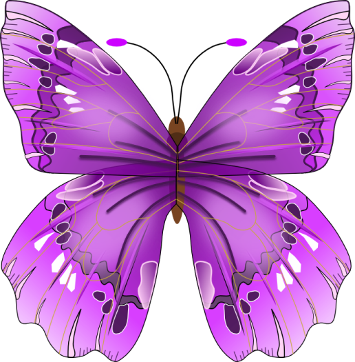 a purple butterfly on a white background