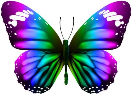 a colorful butterfly on a white background