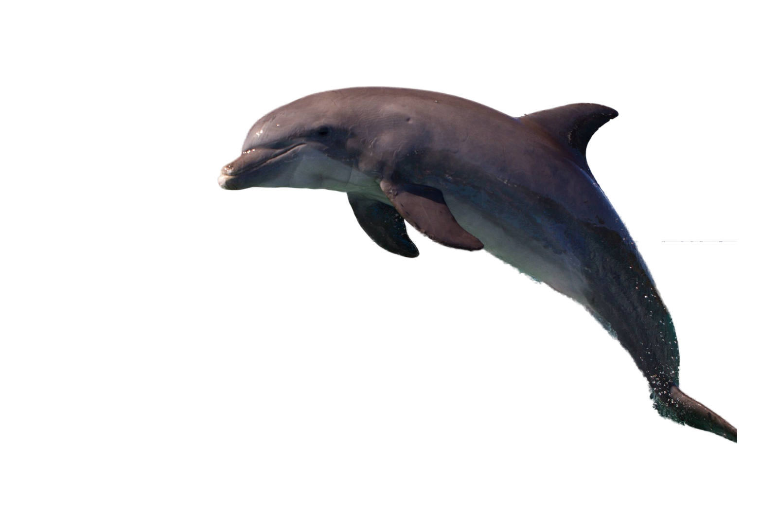 a dolphin jumping in the air
