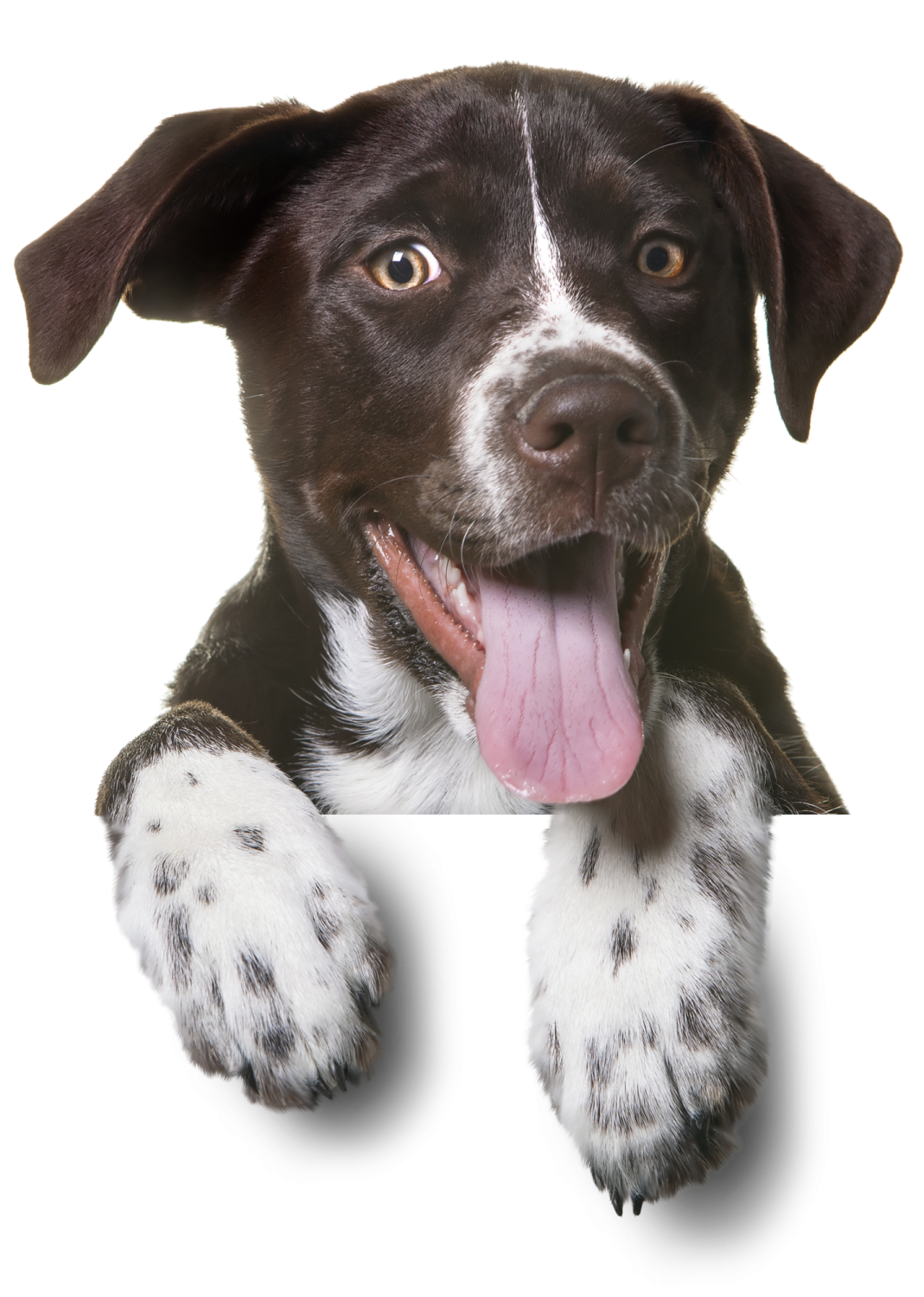 a black and white dog with its tongue out