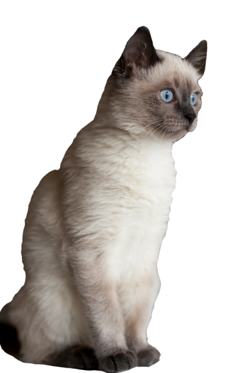 a white cat with blue eyes sitting down