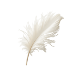 a feather on a white background