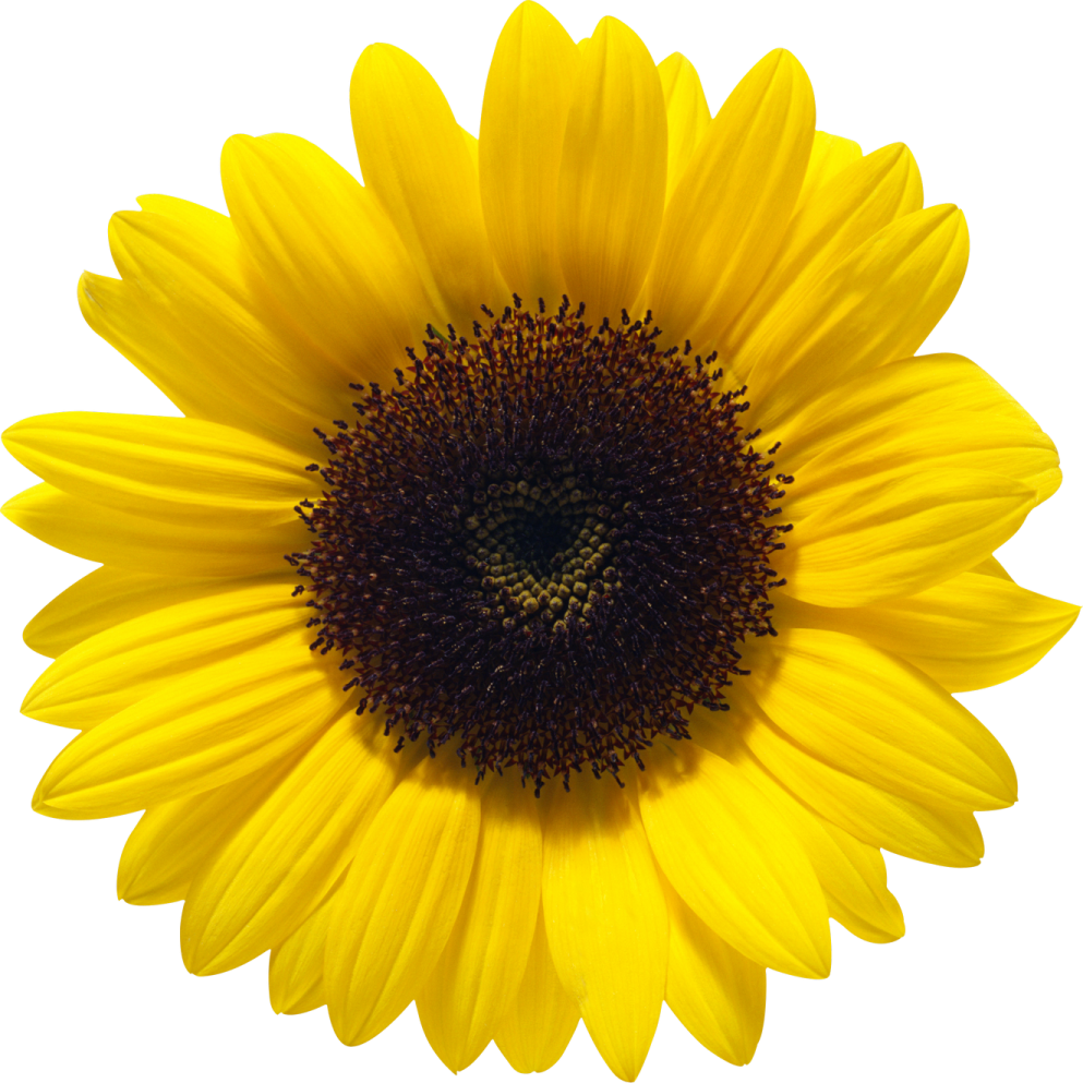 a yellow flower on a white background