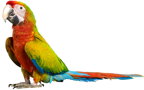 a colorful parrot sitting on top of a white surface