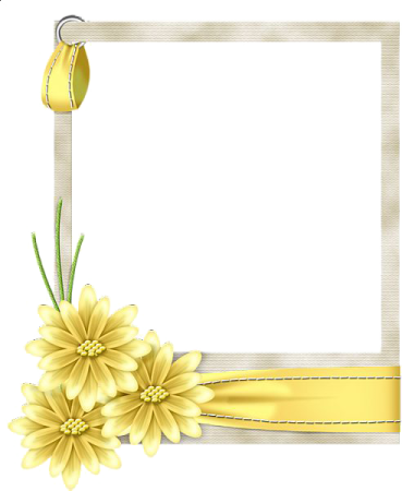 yellow flowers on a white background