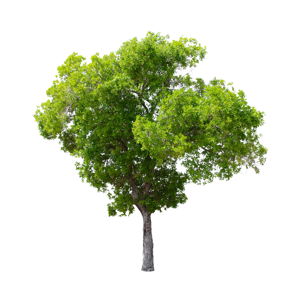 a tree on a white background