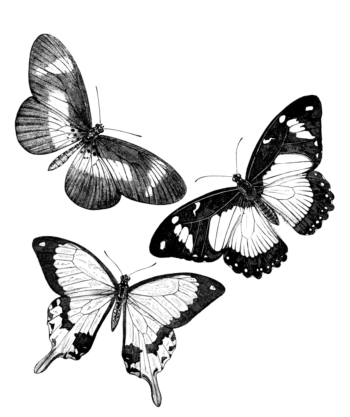 two black and white butterflies