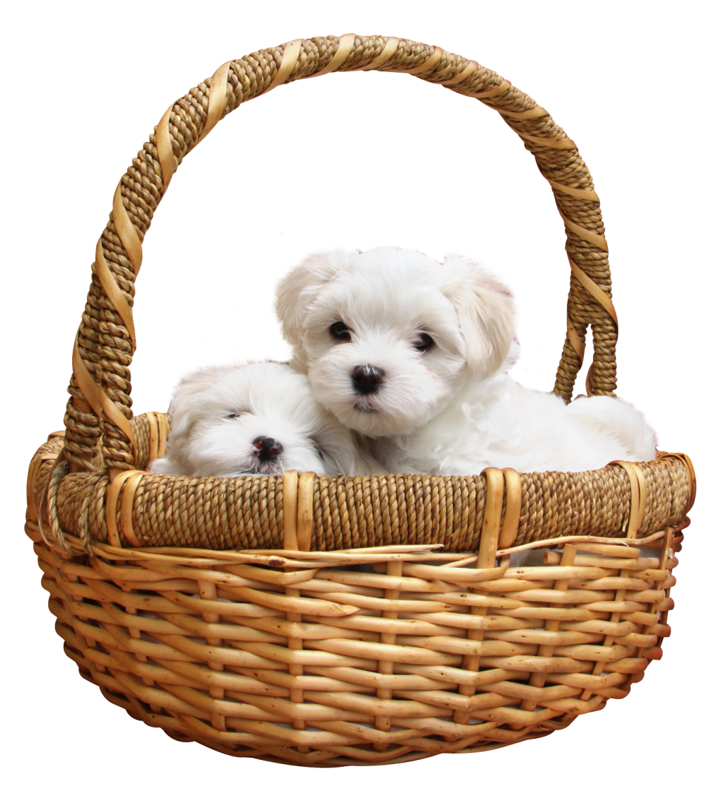 two small white dogs in a wicker basket