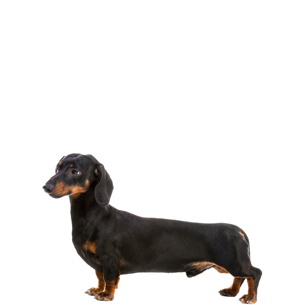 a small black and brown dog standing on a white surface