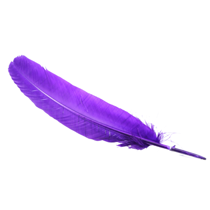 a purple feather on a white background