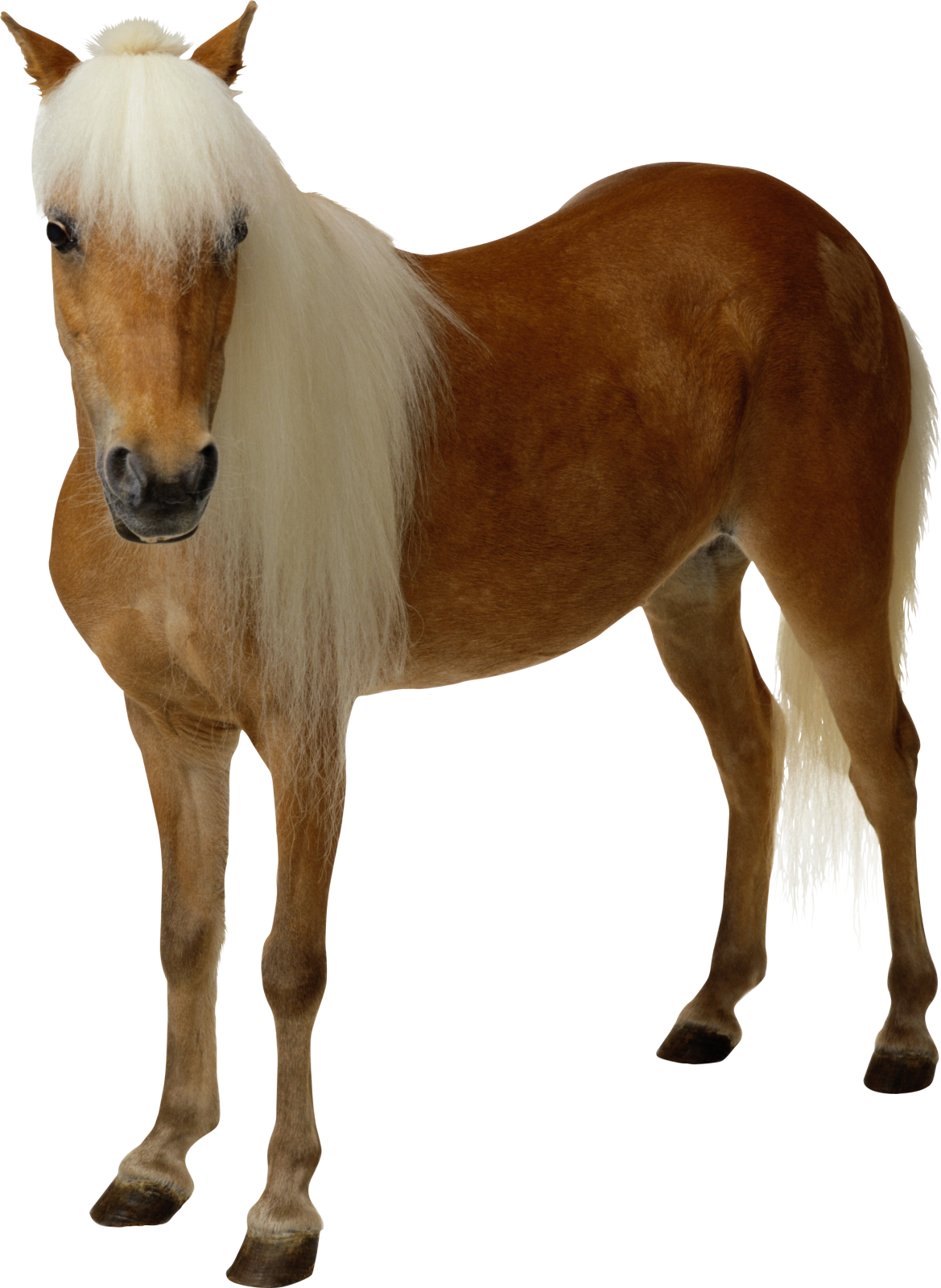 a brown and white horse standing on a white background
