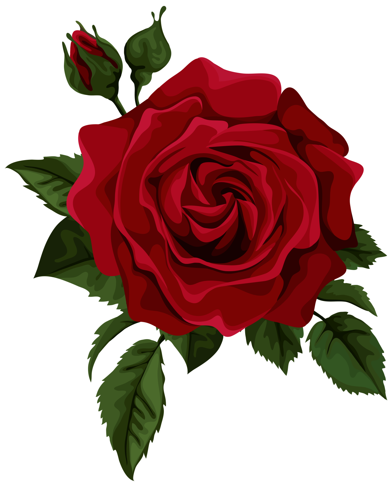 a red rose flower on a white background