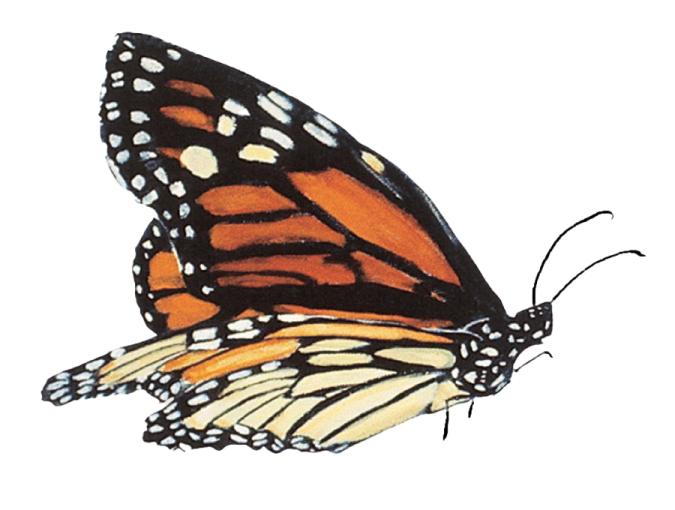 a monarch butterfly on a white background