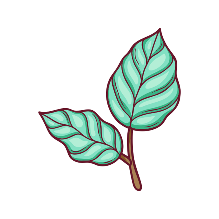 a green leaf on white background