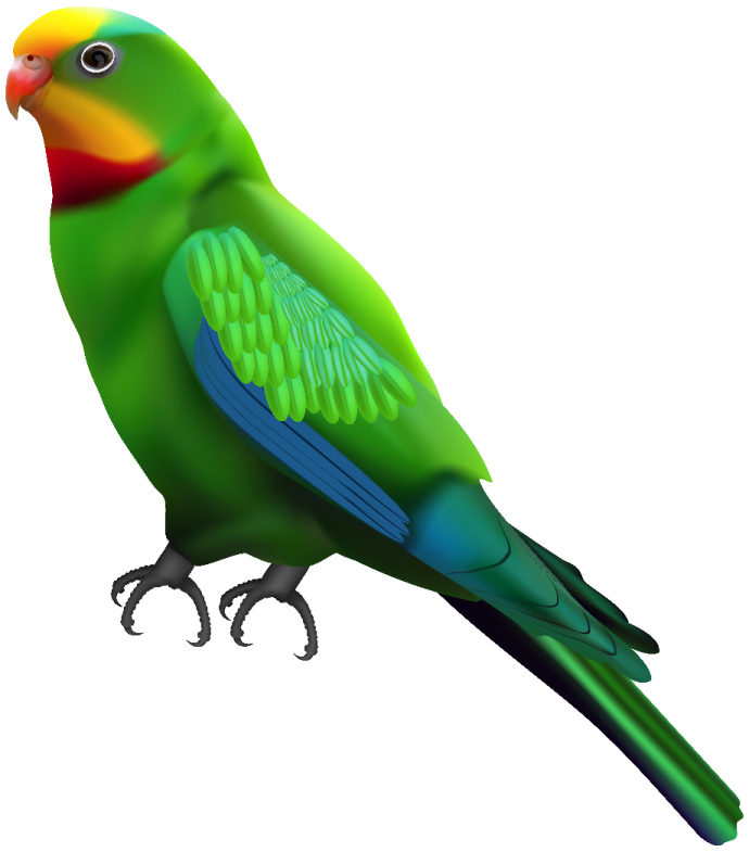 a green parrot sitting on top of a white background