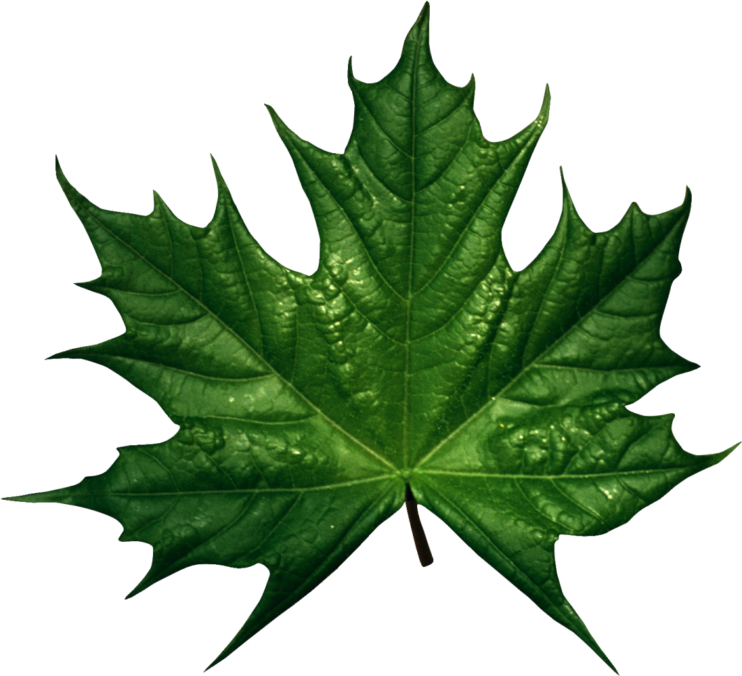 a green leaf on a white background
