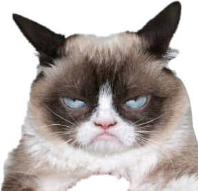 a cat with blue eyes sitting on the floor