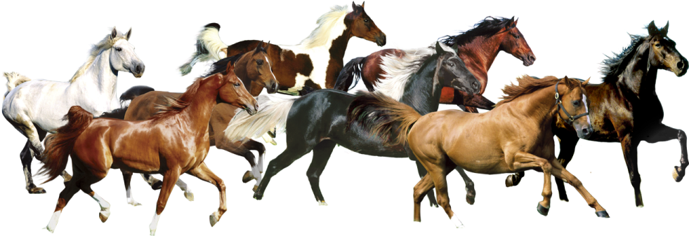 a group of horses