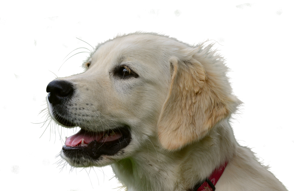 a close up of a dog with its mouth open