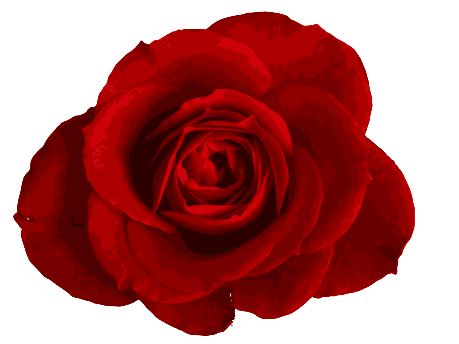 a red rose on a white background