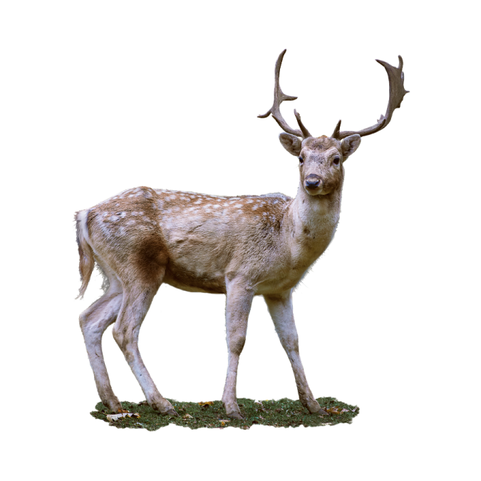 a deer standing on top of a grass covered field