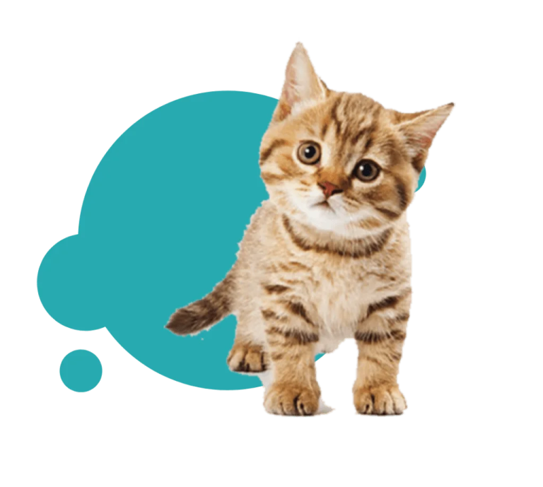 a small kitten with an empty speech bubble