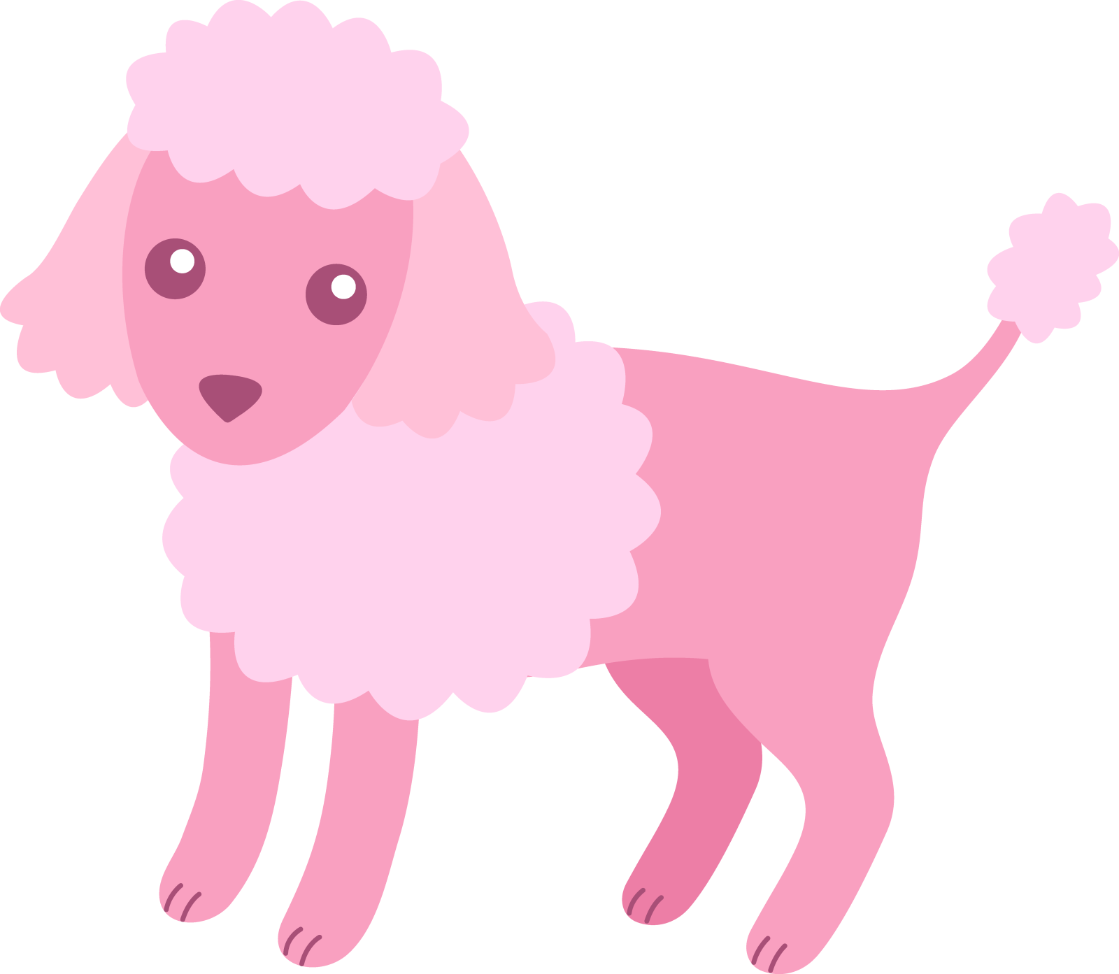 a pink poodle standing on a white background