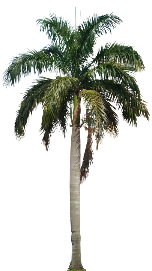 a palm tree on a white background