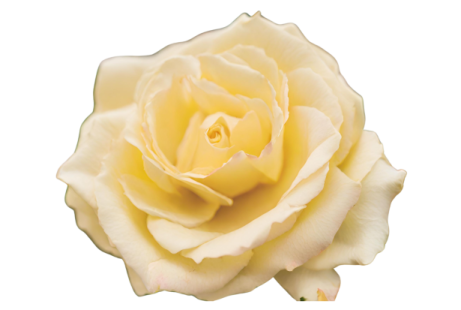 a yellow rose on a white background