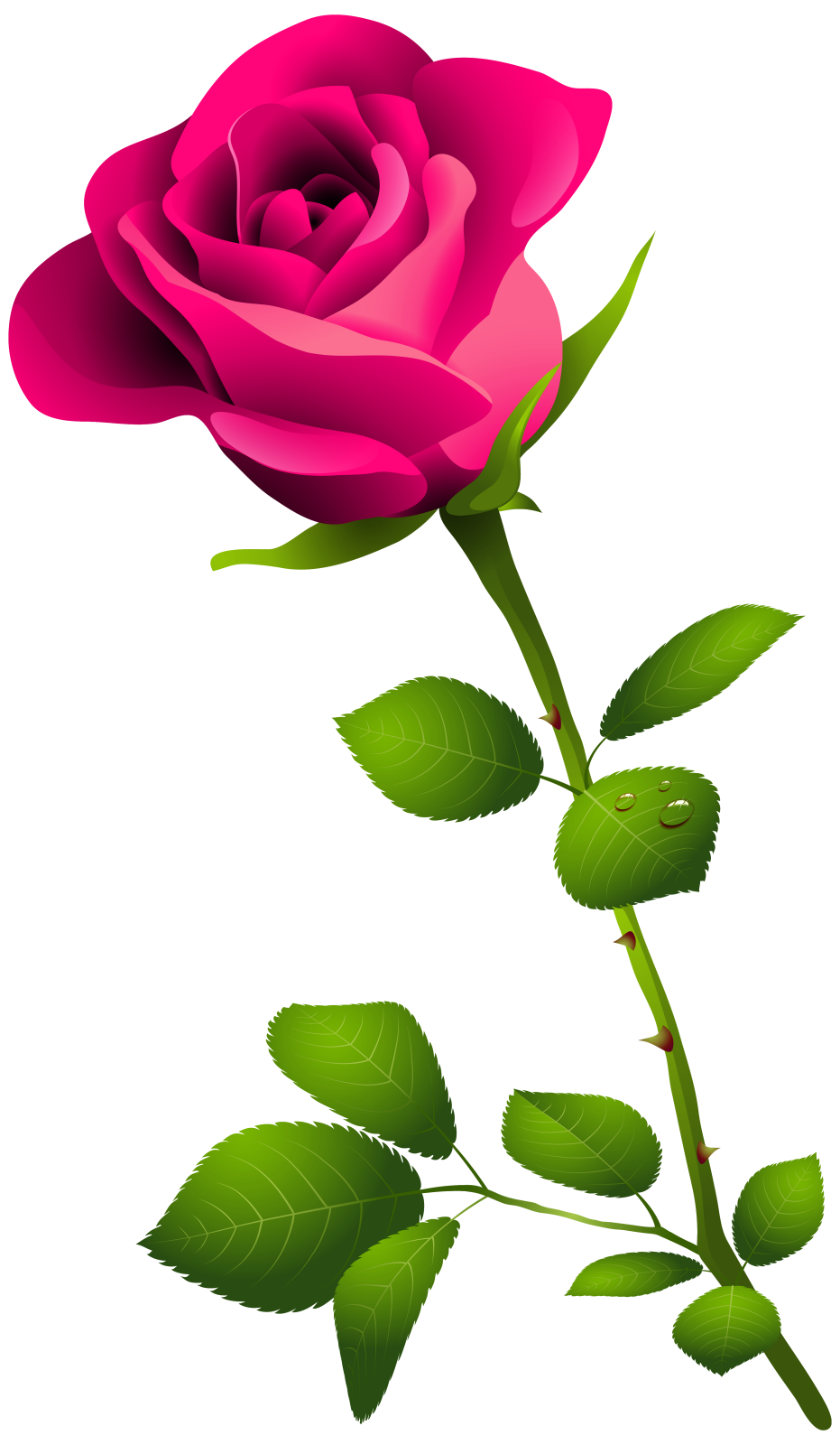 a pink rose on a white background