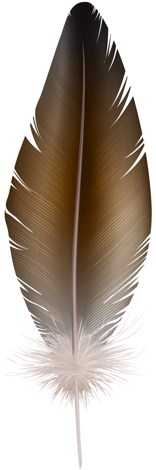 a feather on a white background