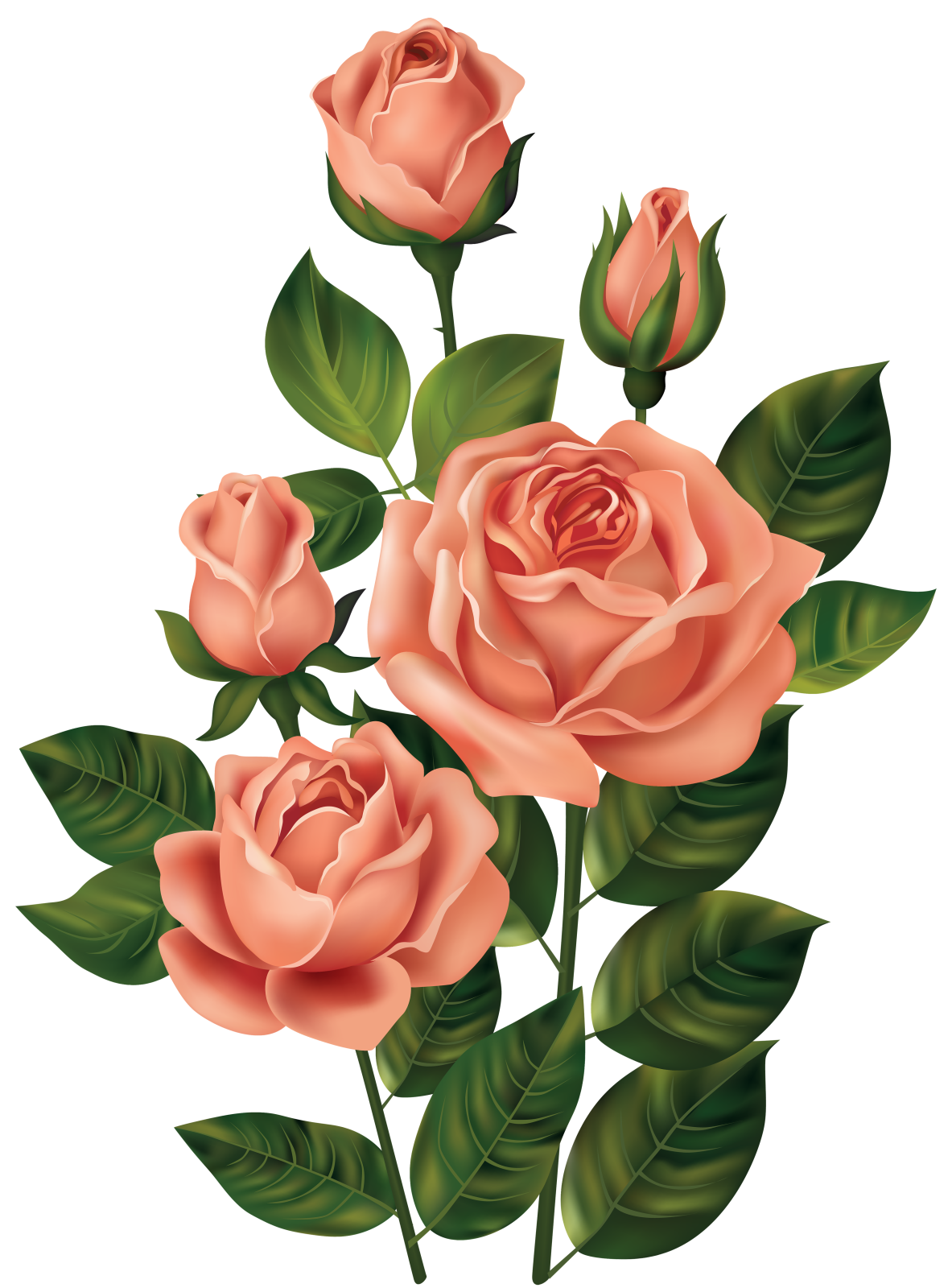 three pink roses with green leaves on a white background