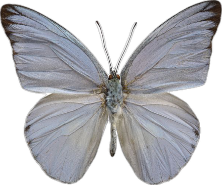 a blue butterfly on a white background