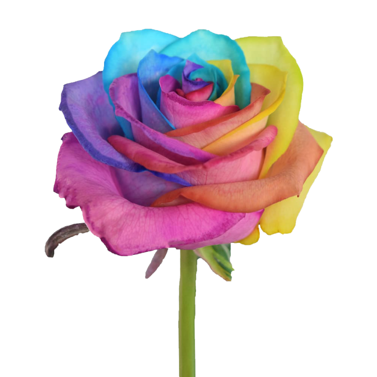 a rainbow colored rose on a white background
