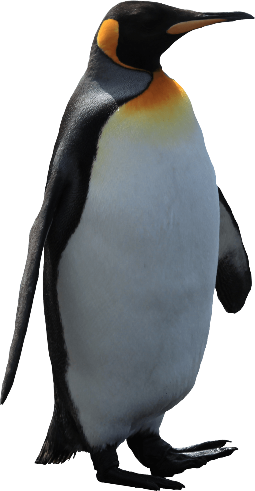 a close up of a penguin on a white background