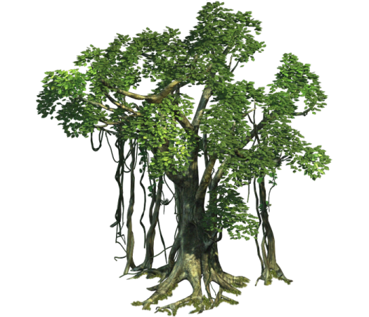 a bon tree on a white background