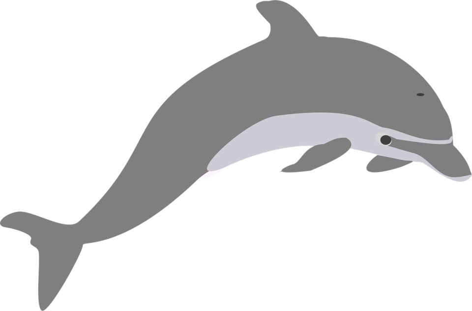 a dolphin jumping out of the water