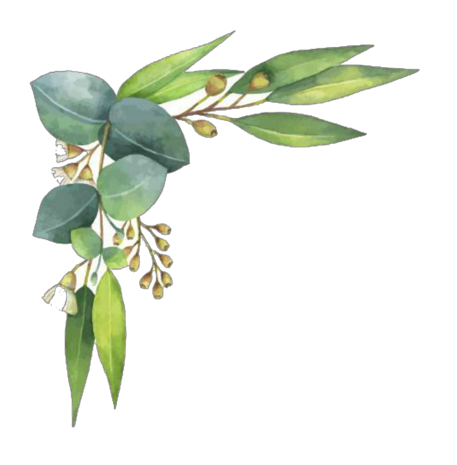 a watercolor painting of an olive branch