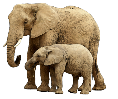 a baby elephant standing next to its mother