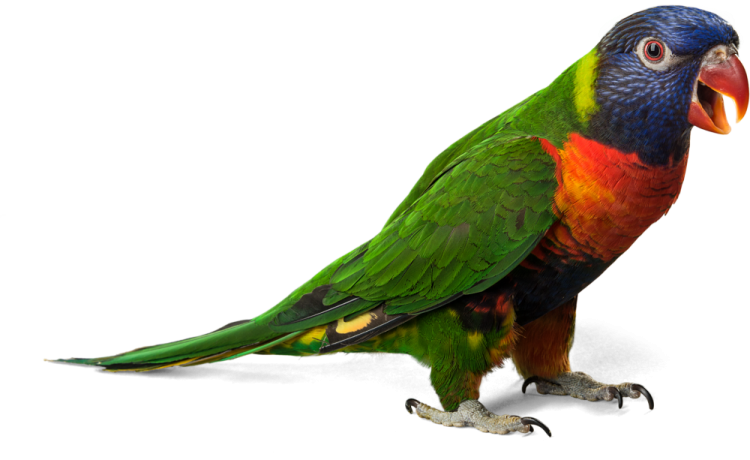 a colorful bird standing on a white surface